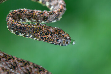 Close up of a female jasper cat snake Boiga jaspidea native to southeast Asia coiling with bokeh background and wet body