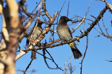 Maskenbülbül (Pycnonotus nigricans) im Erongo Gebirge in Namibia. 