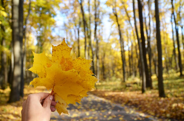 Hand holding yellow maple leaves bouquet on a blurred autumnal park background. Autumn season concept.Selective focus