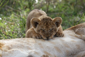 Baby lion cub sleeping on his mother's belly, looking into camera. Portrait