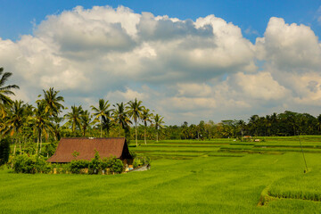 Obraz premium Rice field in the Ubud area of Bali, Indonesia.