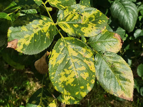 Plant Disease Detection Web Application using Fastai Plant diseases, Plants, Pol