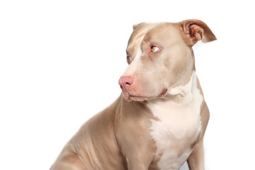Dog with guilty, sad or ashamed body language. Isolated senior dog looking to the side over shoulder. Side profile of 10 years old female American Pitbull terrier, silver fawn color. Selective focus.