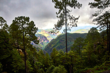 forest with cloudscape and green pine trees with valley in the background in mexiquillo durango 