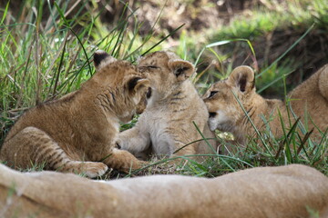 Fototapeta na wymiar Cute lion cub agrresively attacks and bites his two siblings