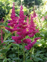 a delicate beautiful rare blooming pink fluffy Astilbe on a blurry background of a flower bed. Floral Wallpaper	