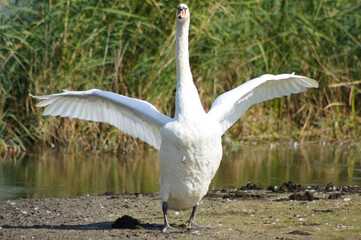 Closeup of swan with outstretched wings and neck ready to attack