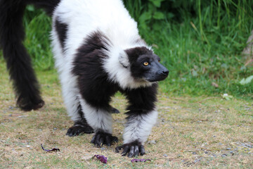 black-and-white ruffed lemur in a zoo in france