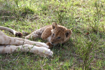 Tiny lion cub playing with his mother's tail