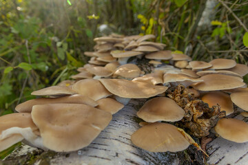 Jesień, grzyby porastają pniak brzozy w delikatnym jesiennym słońcu. © Ryszard