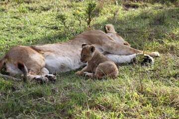 Fototapeta na wymiar Baby lion cuddling with his mother lioness