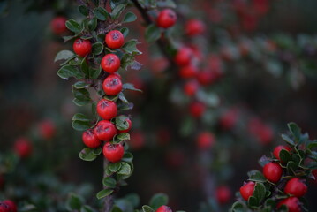 branches of green cotoneaster horizontal with ripe berries, shrub branches with red fruits in autumn, a uniform red-green background of small leaves