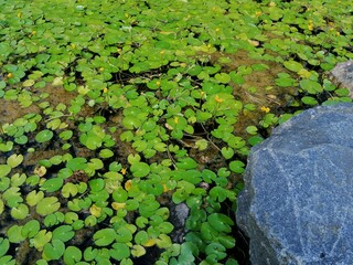 japanese garden pond with aquatic plants and stone banks