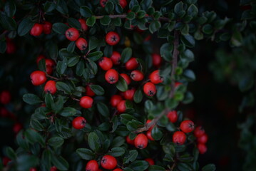 Fototapeta premium branches of green cotoneaster horizontal with ripe berries, shrub branches with red fruits in autumn, a uniform red-green background of small leaves