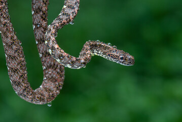 Close up of a female jasper cat snake Boiga jaspidea native to southeast Asia coiling with bokeh background and wet body