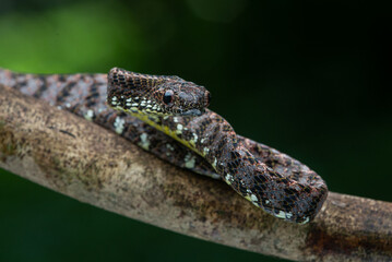 Close up of a female jasper cat snake Boiga jaspidea native to southeast Asia coiling with bokeh...