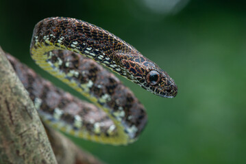 Close up of a female jasper cat snake Boiga jaspidea native to southeast Asia coiling with bokeh background 