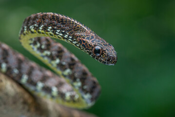 Close up of a female jasper cat snake Boiga jaspidea native to southeast Asia coiling with bokeh background 