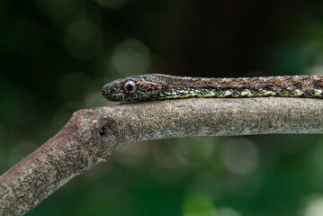 Close up of a female jasper cat snake Boiga jaspidea native to southeast Asia coiling with bokeh background 