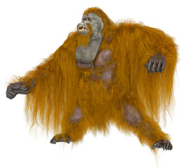 orangutan is aggressive in white background - obrazy, fototapety, plakaty