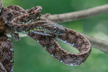 Close up of a female jasper cat snake Boiga jaspidea native to southeast Asia coiling with bokeh background 