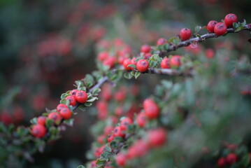 branches of green cotoneaster horizontal with ripe berries, shrub branches with red fruits in autumn, a uniform red-green background of small leaves