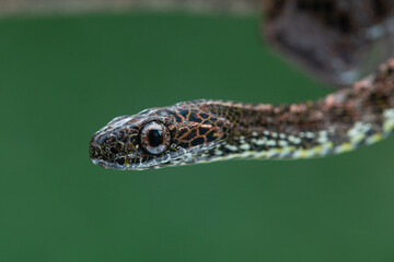 Close up of a female jasper cat snake Boiga jaspidea native to southeast Asia coiling with bokeh background 