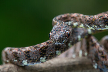 Close up of a female jasper cat snake Boiga jaspidea native to southeast Asia coiling with bokeh background 