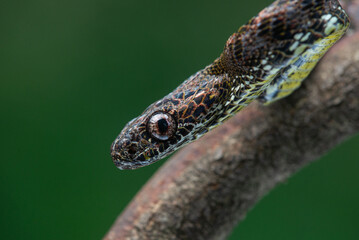 Close up of a female jasper cat snake Boiga jaspidea native to southeast Asia coiling with bokeh background 