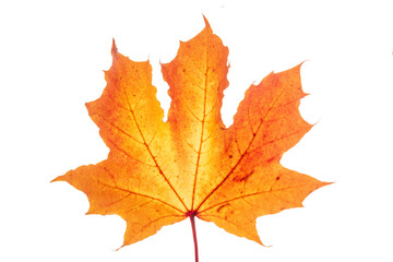 Naklejka na ściany i meble Ahornblatt im Herbst mit bunter Herbstfarbe