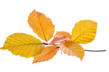 Blätter einer Buche auf einem Zweig im Herbst - Herbstlaub