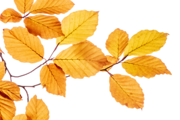 Blätter einer Buche auf einem Zweig im Herbst - Herbstlaub