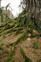 Obraz premium Тree roots in the forest covered with overgrown green moss, creeping over the rock. Autumn landscape, forest bright colors. 