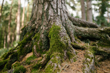 Тree roots in the forest covered with overgrown green moss, creeping over the rock. Autumn landscape, forest bright colors. 