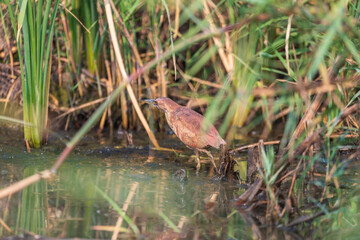 Cinnamon bittern or chestnut bittern (Ixobrychus cinnamomeus) at Manglajodi, Odisha, India