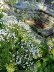 Numerous white flowers collected in inflorescences. Medical Valeriana officinalis plant. Nature wallpaper