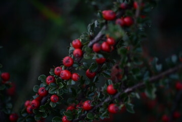 Fototapeta premium branches of green cotoneaster horizontal with ripe berries, shrub branches with red fruits in autumn, a uniform red-green background of small leaves