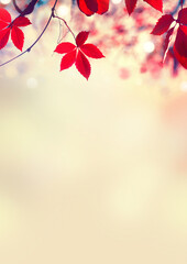 Autumn leaves vertical background. Beautiful Fall. Nature. Colorful autumnal leaf over blurred background. Beauty Autumn scene. Backdrop