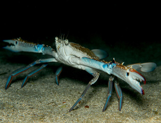 Swimming blue crab - Portunus segnis from Cyprus