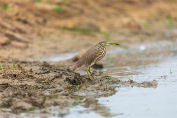 Indian pond heron or paddybird (ardeola grayii) at Sundarbans np, West Bengal, India,