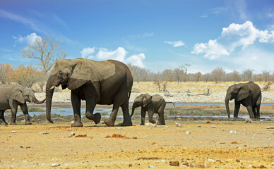 Obraz premium A Matriach Elephant and her very young elephant baby stand at a waterhole, with other elephants looking on. Rietfontein, Etosha, Namibia