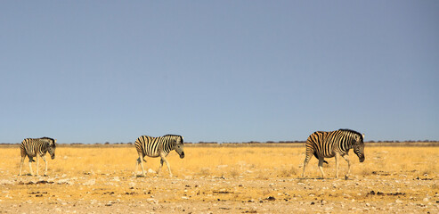 Fototapeta na wymiar Three Plains zebras walking through yellow grass plains which lit by golden sunlight and a pale blue sky, Etosha National Park, Etosha