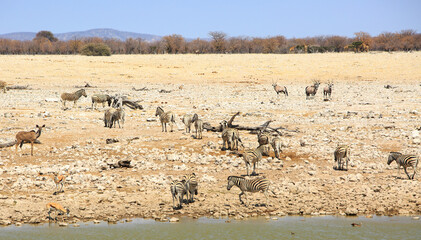 Fototapeta na wymiar Okaukeujo Waterhole with Zebra, Kudu, Springbok and Oryx all cioming to take a drink