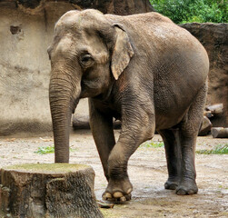 Elephant with foot up