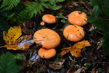 Group of fresh red pine mushrooms also known as saffron milk cap growing in a damp autumn forest after a rain in close-up