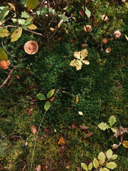 Top view of a clearing with green grass on which mushrooms grow and leaves and branches lie. Vertical orientation