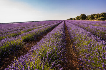Fototapeta na wymiar View of a colourful and blossoming lavender field.