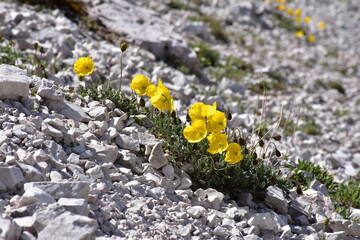 Alpenmohn Papaver im Kalkstein in der Schweiz