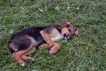 little cute puppy lies on mowed green grass