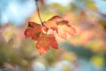 autumn leaf soft focus blur background